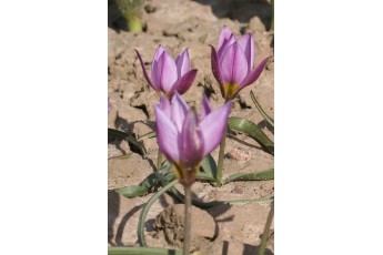 PULCHELLA HUMILIS